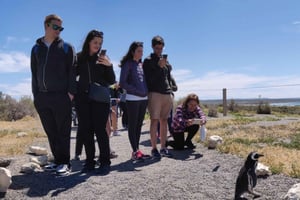 Punta Tombo Cruise Shore Excursion - Promenade parmi les pingouins