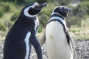 Puerto Madryn: Punta Tombo Landutflykt för kryssningsgäster
