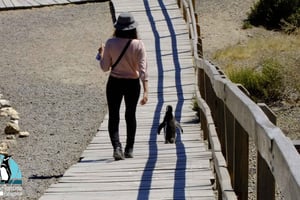 Puerto Madryn : Excursion à Punta Tombo pour les croisiéristes