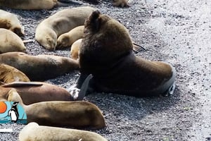 Puerto Madryn: Punta Loma e City Tour para passageiros de cruzeiros