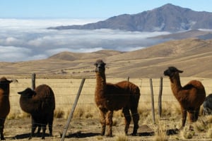 Tucumán: Tafí del Valle Tour de dia inteiro