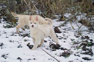 Ushuaia: Complete Husky Experience + Buoy Park with Transfer