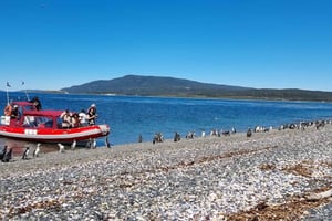 Ushuaia: tour en barco a Puerto Almanza y colonia de pingüinos