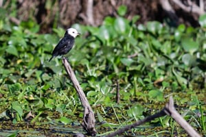 Dyre- og natursafari i hjertet af Iberá