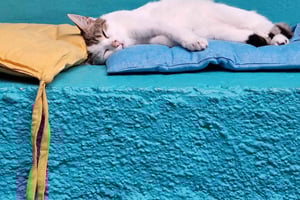 Ateena: Cat Café -vierailu juomalla ja makealla