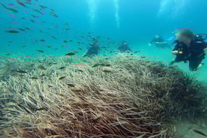 Athens østkyst: Oplev dykning i Nea Makri