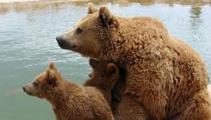 Attica Zoological Park