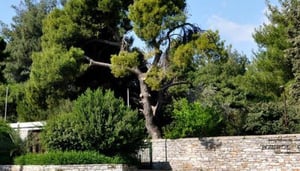 Diomidous Botanical Garden