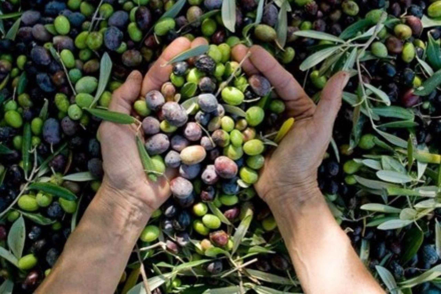 Da Atene: Tour privato di Corinto e degustazione dell'olio d'oliva