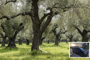 Fra Athen: Vin, olie og ostesmagning i Nemea og Argolis: Fra Athen: Vin, olie og ostesmagning i Nemea og Argolis