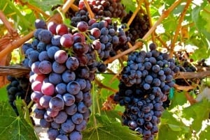 Au départ d'Atlanta : visite d'une demi-journée dans la région viticole