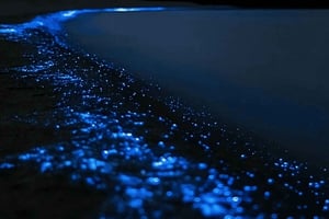 Auckland : excursion en kayak avec guide pour observer la bioluminescence