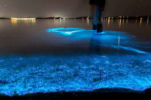 Auckland: Wycieczka kajakiem po bioluminescencji