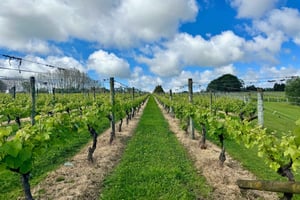 Auckland: Kumeu Wine Tasting Tour and Black Sand Beach