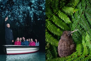 Fra Auckland: Waitomo Caves og Kiwi House-gruppetur