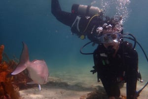 Spróbuj nurkowania na Goat Island