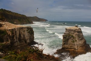 Muriwai Gannet Koloni