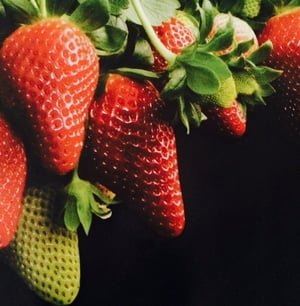 Perrys Berrys Mansikkatila