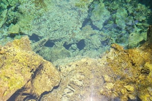 3-godzinna wycieczka lądowa z przewodnikiem po środkowej części Long Island