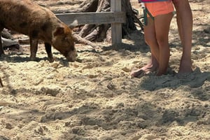 Äventyr på Eleuthera: Gungor, grisar och rev