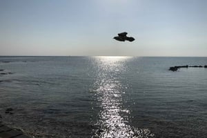 Nassau: wycieczka 1-dniowa na wyspę Pearl Island z lunchem i nurkowaniem z rurką