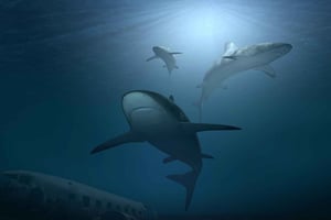 Nassau: Pearl Island Tagestour mit Mittagessen und Schnorcheln