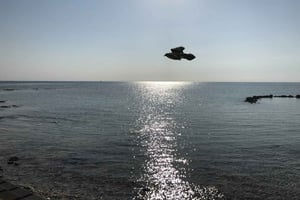 Nassau: Dagsudflugt til Pearl Island med frokost og snorkling