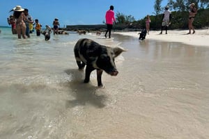Nassau: Snorkeling, Pig Beach, Swim with Turtles, and Lunch