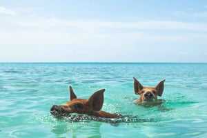 Nassau: Swimming Pigs & Island Escape with Bahamian Lunch