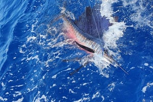 Nassau: Sport-fishing private charter .
