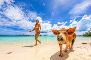 Nassau: Swimming Pigs, Snorkeling, Lunch, & Beach Boat Tour