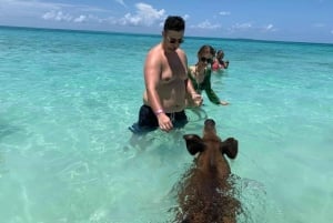 Z Nassau: Safari Swim with Pigs