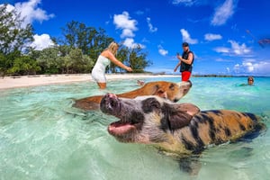 Nassau: Rose Island Swimming Pigs and Beach Day Group Tour