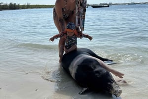 Svømming med griser, skilpadder og revsnorkling!!!