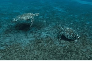 Amed, Bali: vela ao pôr do sol e snorkeling no navio naufragado de Jukung