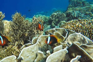 バリ島オールインクルーシブ ブルーラグーン＆タンジュン・ジェプン・シュノーケリング