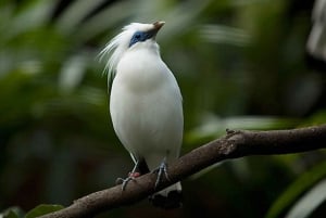 Bali : Observation des oiseaux de la campagne avec transfert à l'hôtel