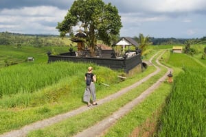 Bali: Jatiluwih Rice Terraces, Sangeh Forest & Coffee Tour