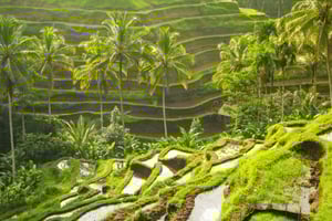 Bali: tour del volcán Kintamani, bosque de monos y arrozal