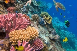 バリ島：ラブハン・アムクでシュノーケリング＆ブラングシンガ滝ツアー