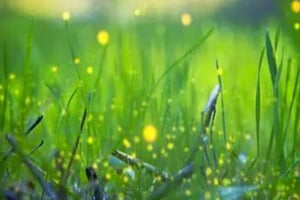 Bali: Magical Night Firefly Tour & Authentic Culture insight