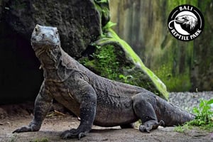 Bali Reptile Park 1-dniowy bilet wstępu