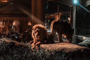 Bali: kolacja z dzikimi zwierzętami w zoo