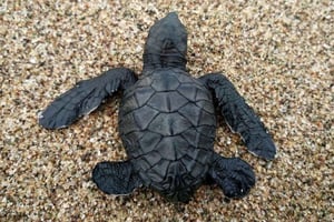 Bali: visita de conservação de tartarugas e passeio pela ilha