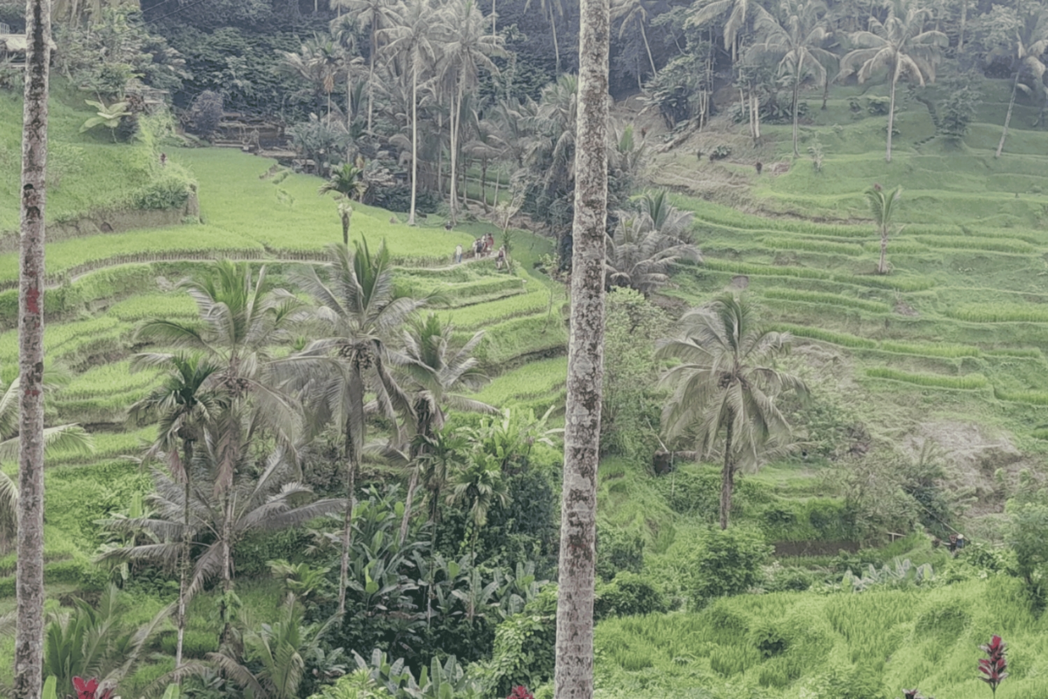 Bali: templo de Ubud, terraza de arroz y cascada