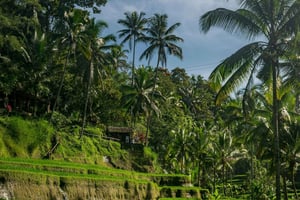 Bali: Dagstur till Ubuds tempel, risterrasser och vattenfall