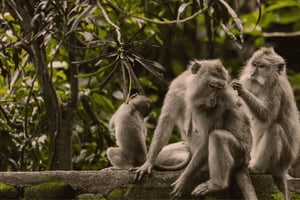 Bali : visite d'Ubud, forêt des singes et rizières en terrasses
