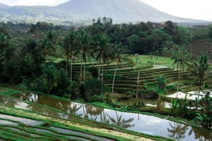 Bali : excursion à moto dans l'ouest de Bali avec chauffeur