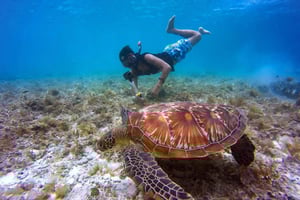 Banyuwangi: Deer and Tabuhan Island Snorkeling 12 Hours Trip