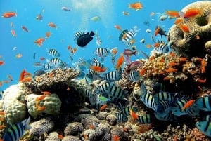 Itä-Bali: Bali: Snorklaus, Canyoning ja vesiputous päiväretki: Snorklaus, Canyoning ja vesiputous päiväretki